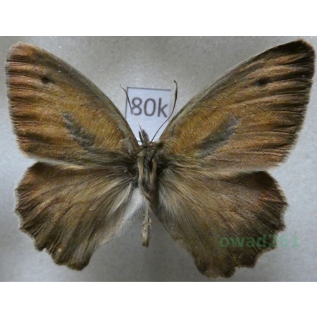 Hyponephele lupinus (O. Costa, 1836) male Greece80k